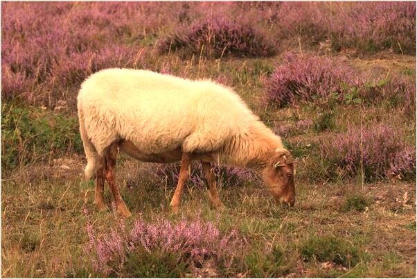 夢到了滂沱大雨澆身是咋回事_周公解夢官網