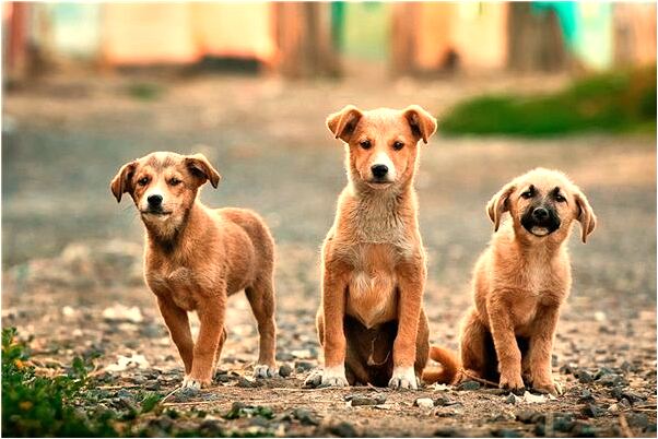 夢見眼睛長泡掉出來了預兆了什麼嗎_周公解夢官網