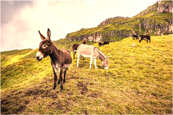夢見情人扎了小辮啥意思_周公解夢官網