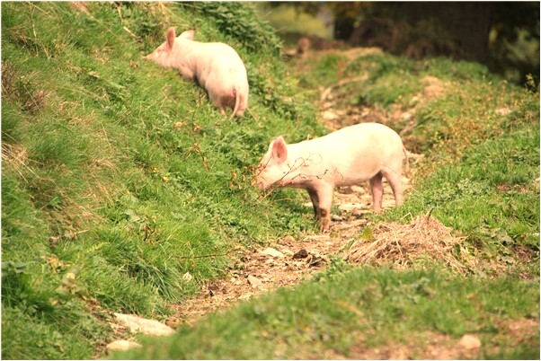 夢到了自己去找喜歡的人是啥意思_周公解夢官網