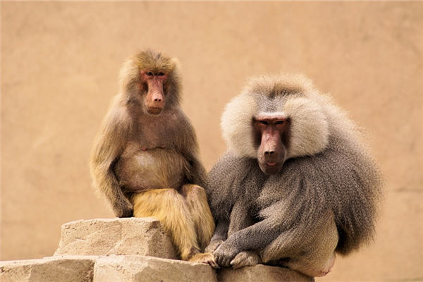 04年屬猴的18歲整體運勢_十二生肖