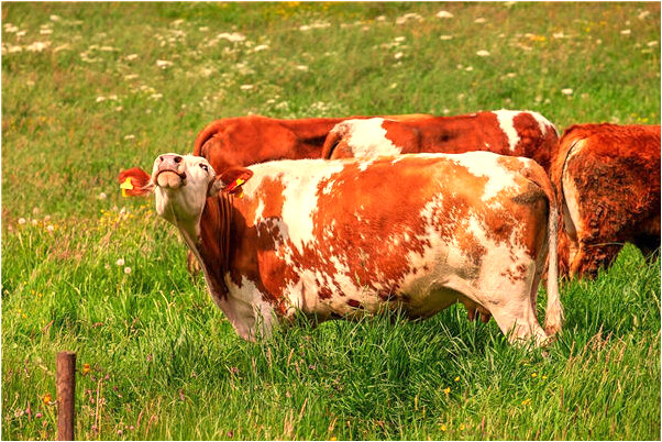 夢到了沉海底是凶兆還是吉兆_周公解夢官網