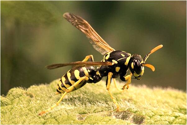 夢到一個黑色的鳥飛到我家是什麼啟示_周公解夢官網