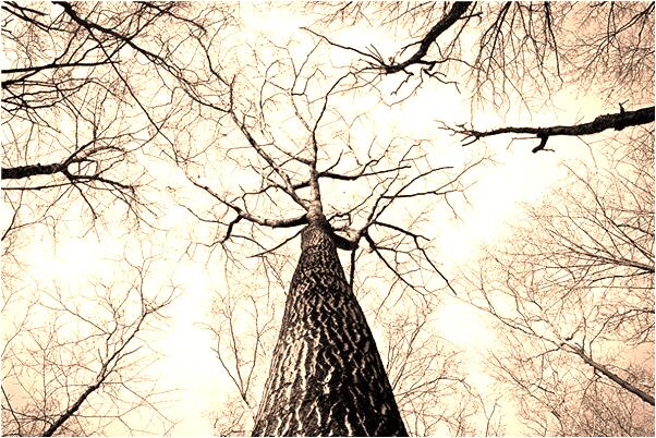 夢到表妹解釋怎么說_周公解夢官網