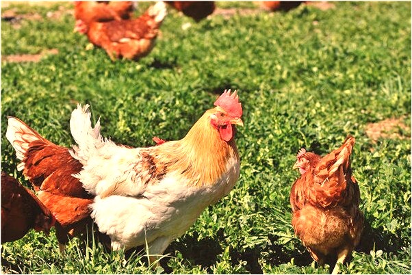 夢到摘菜摘辣椒是什麼徵兆_周公解夢官網