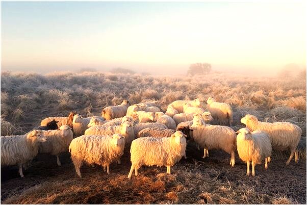 夢到金蟾往肚子裡吞錢是啥意思_周公解夢官網