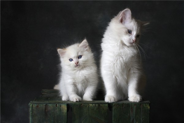 夢到了大貓吃小貓是什麼徵兆_周公解夢