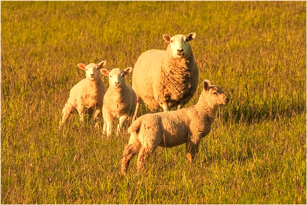 夢到了半月亮預示什麼_周公解夢官網