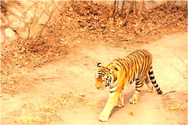 夢到餃子是水蘿蔔和蔥餡是什麼預兆？_周公解夢官網
