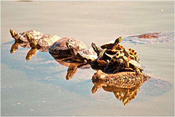 夢到雨中爬牆預示什麼_周公解夢官網