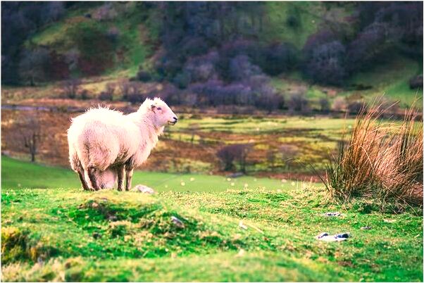 夢到死人還活著意味著什麼_周公解夢官網