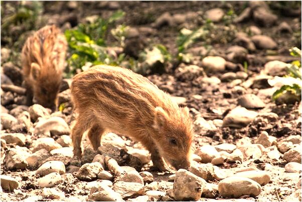 夢見河裡有吃人的怪物有什麼含義_周公解夢官網
