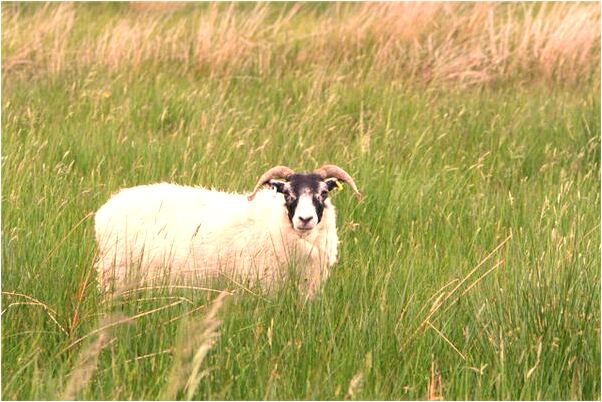 夢到吃飯打雷下雨閃電樹著火預示什麼_周公解夢官網