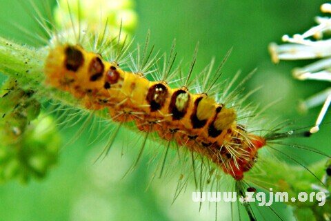 Dream of the caterpillar