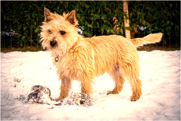 夢見火車失控意味著什麼_周公解夢官網