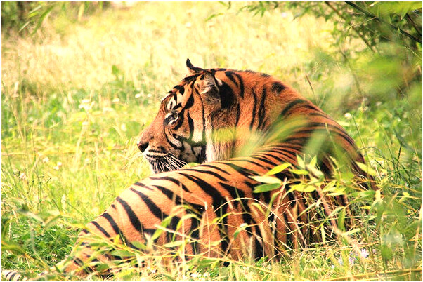 夢到懷孕貓狗出現預示什麼_周公解夢官網