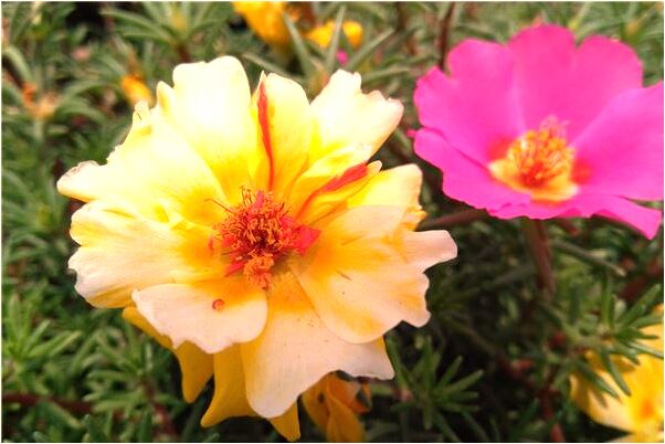 夢見輸液回血了代表著什麼_周公解夢官網