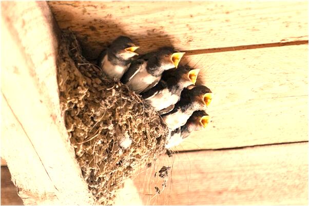 夢到上了泰山有什麼預示嗎_周公解夢官網