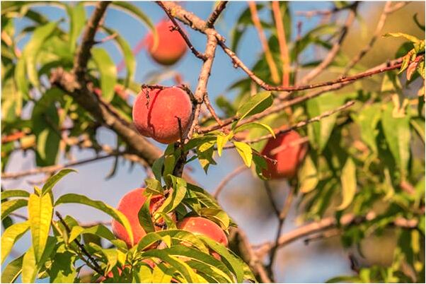 夢見拔了好多竹筍有什麼預示嗎_周公解夢官網