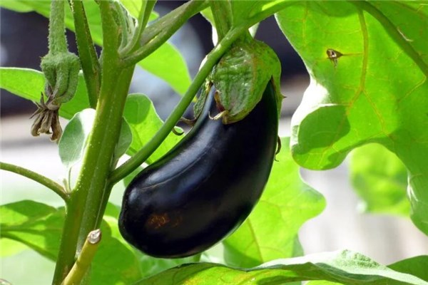 夢到賣茄子有什麼意義嗎_周公解夢