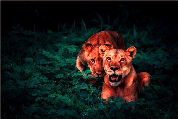 夢到了黑豬吃牛頭意味著什麼_周公解夢官網