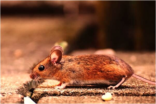 夢見大蛇和海龜都來害人是什麼意思？_周公解夢官網