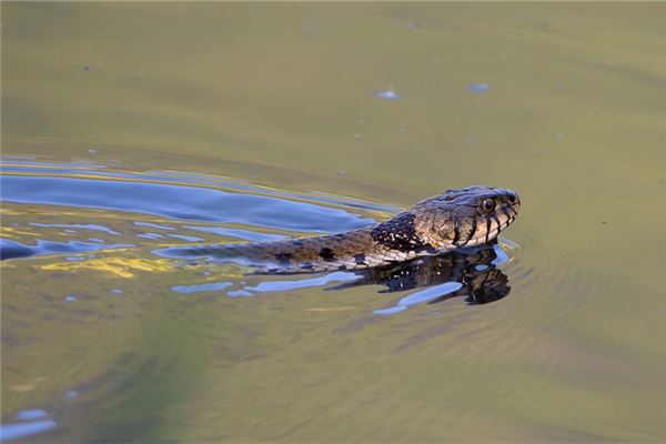 夢見被蛇咬腿_周公解夢