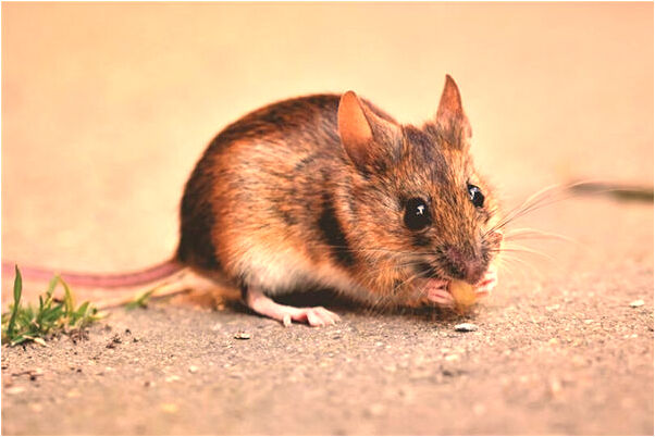 夢到胳膊和腹部被電鋸劃傷有何寓意_周公解夢官網