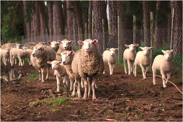 夢見勾引老師是什麼意思_周公解夢官網