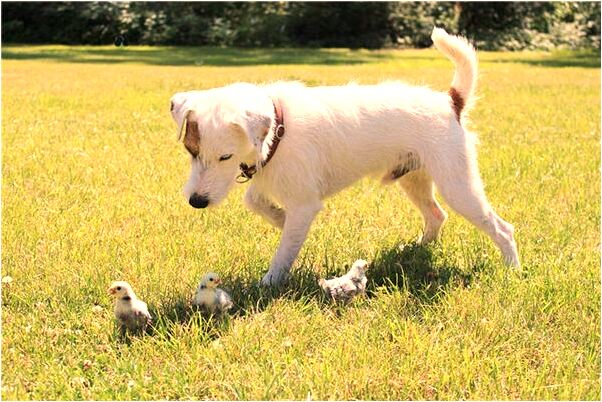 夢見與爸在割稻意味著什麼_周公解夢官網