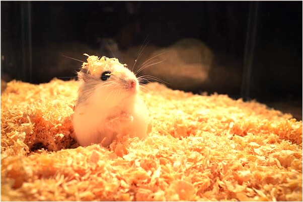 夢見與愛的人坐著做愛預示什麼_周公解夢官網