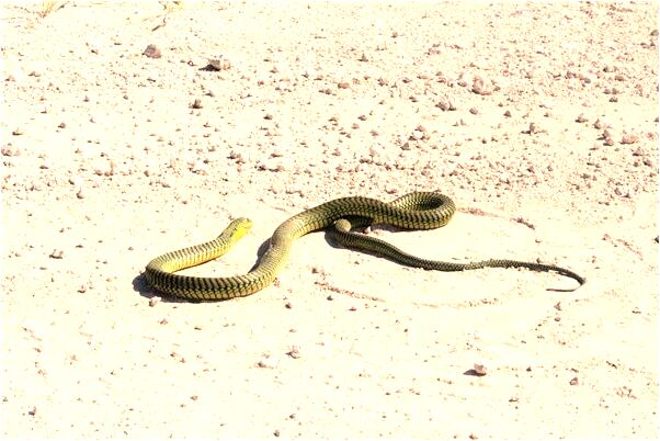 夢見夜裡屋頂漏雨窗外進雨代表著什麼_周公解夢官網
