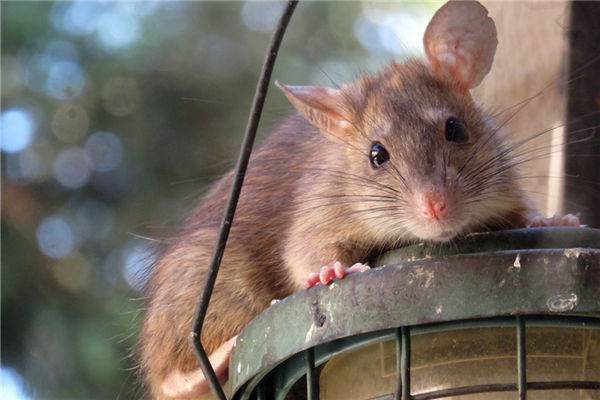 1972年9月屬鼠的好不好_十二生肖