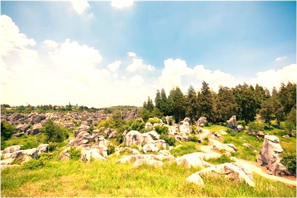 夢到我死去的狗復活了是什麼徵兆_周公解夢官網