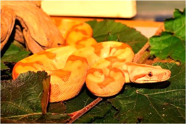 夢到了小男孩非要對著我尿尿是什麼兆頭_周公解夢官網