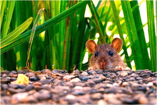 夢見老公去找前妻是啥意思_周公解夢官網