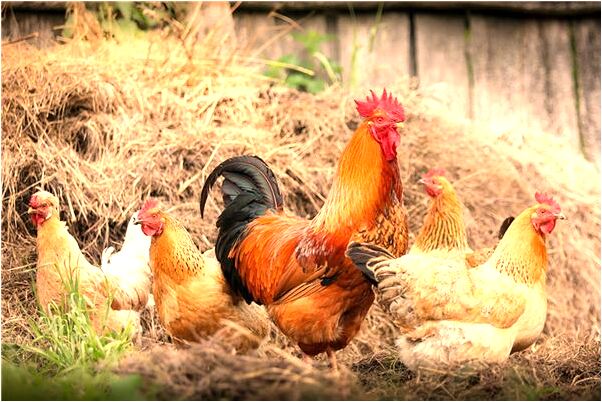 夢到了門牙裂縫有何寓意_周公解夢官網