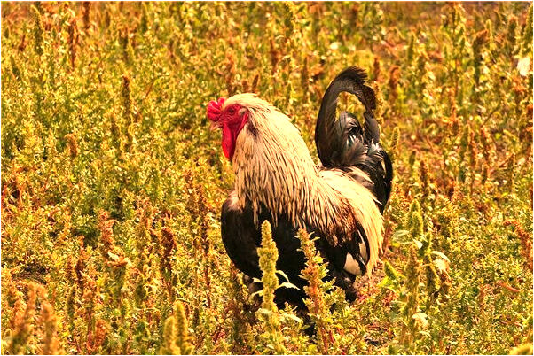 夢到了過水路什麼寓意_周公解夢官網