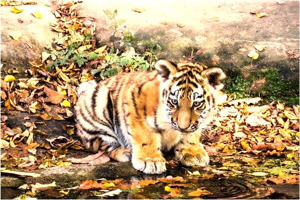 夢到了自己家老房子要拔預兆了什麼嗎_周公解夢官網