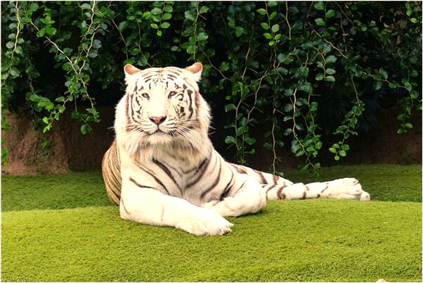 夢到了一小塊大便意味著什麼_周公解夢官網