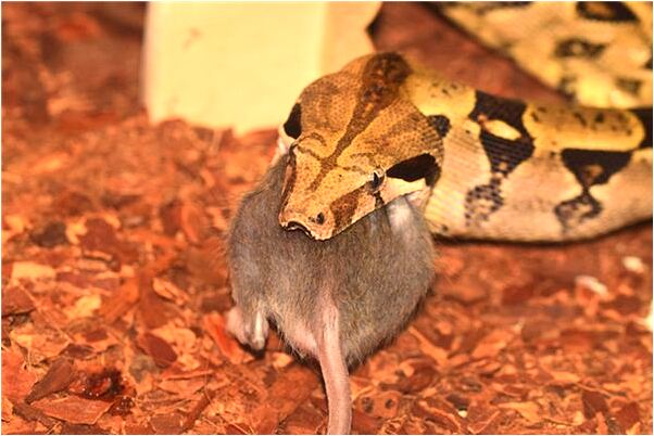 夢到了開敞篷車是什麼預兆_周公解夢官網