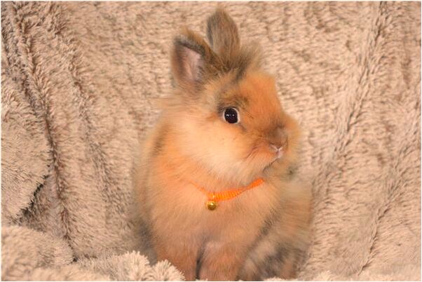 夢見鼻血狂流不止鼻子內部有傷是什麼預兆？_周公解夢官網