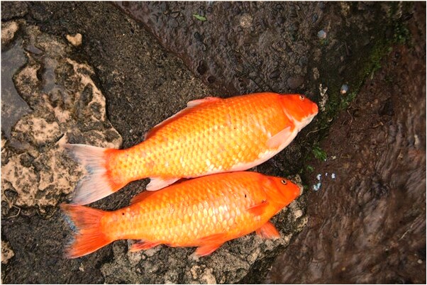 夢到了煤爐生火是好事還是壞事_周公解夢官網