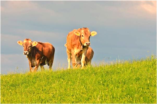 夢到同學比我工資高是什麼意思_周公解夢官網