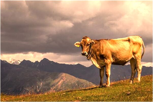 夢到了頭髮剩兩根是什麼啟示_周公解夢官網