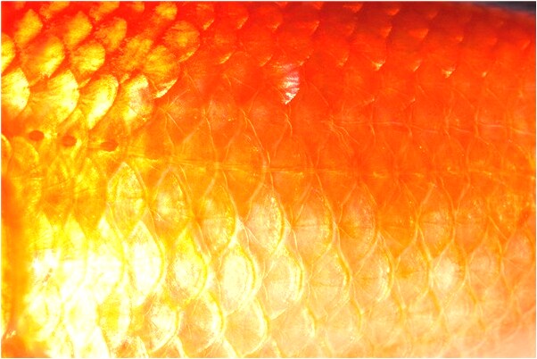 夢到了夢與螳螂搏鬥不死意味著什麼_周公解夢官網