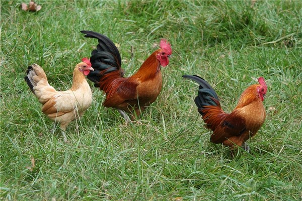 夢到了群雞預示什麼_周公解夢