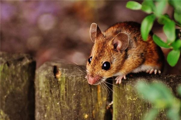 夢到家裡有老鼠_周公解夢