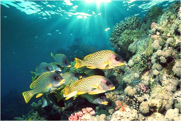 夢到了兩隻紅色鬼壓手怎么回事_周公解夢官網