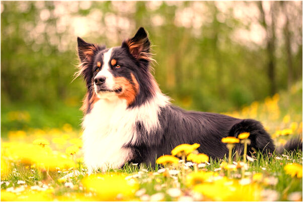 夢到了雞變成魚是什麼意思_周公解夢官網